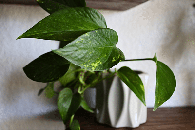 Golden pothos