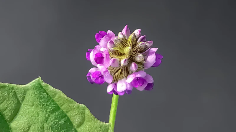 Babchi plant with purple flowers, the natural source of bakuchiol for skincare.