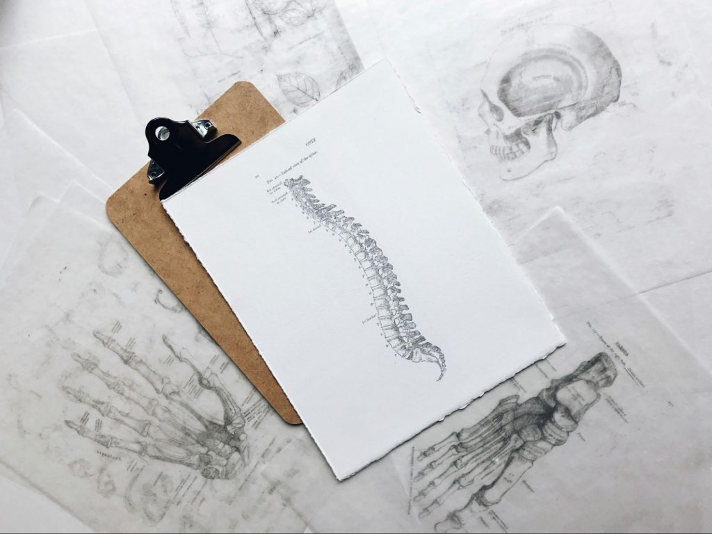 A detailed anatomical drawing of the human spine clipped to a wooden clipboard, surrounded by translucent sketches of skeletal structures including a skull, hand, and foot.