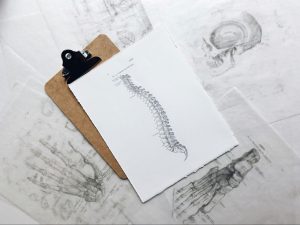A detailed anatomical drawing of the human spine clipped to a wooden clipboard, surrounded by translucent sketches of skeletal structures including a skull, hand, and foot.